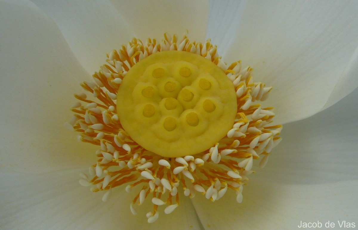 Nelumbo nucifera Gaertn.